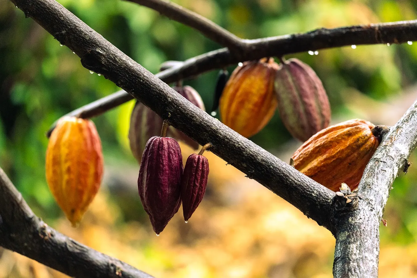 City, Spice, Chocolate & Herb Garden Tour