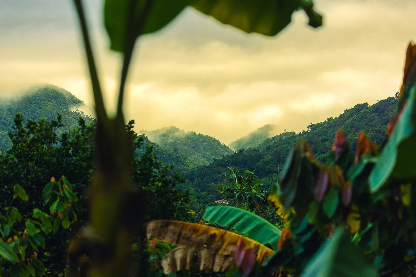 Rainforest, Waterfall & Nature Walk Tour