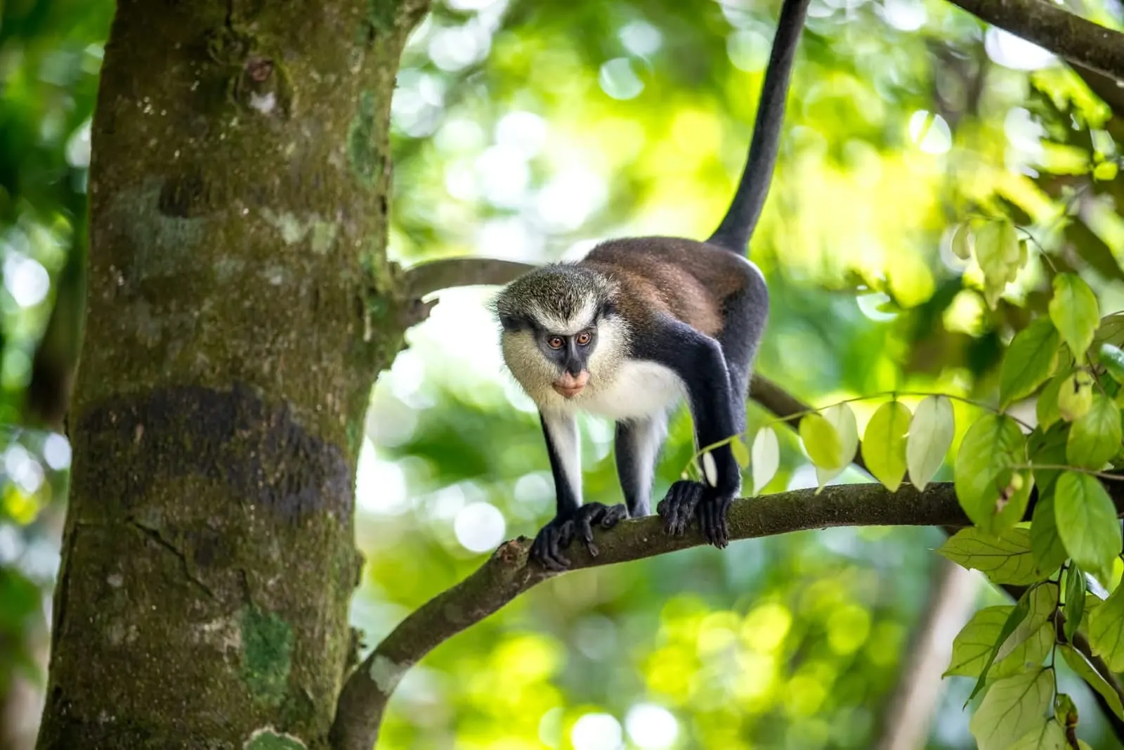 Mona Monkey, Grand Etang