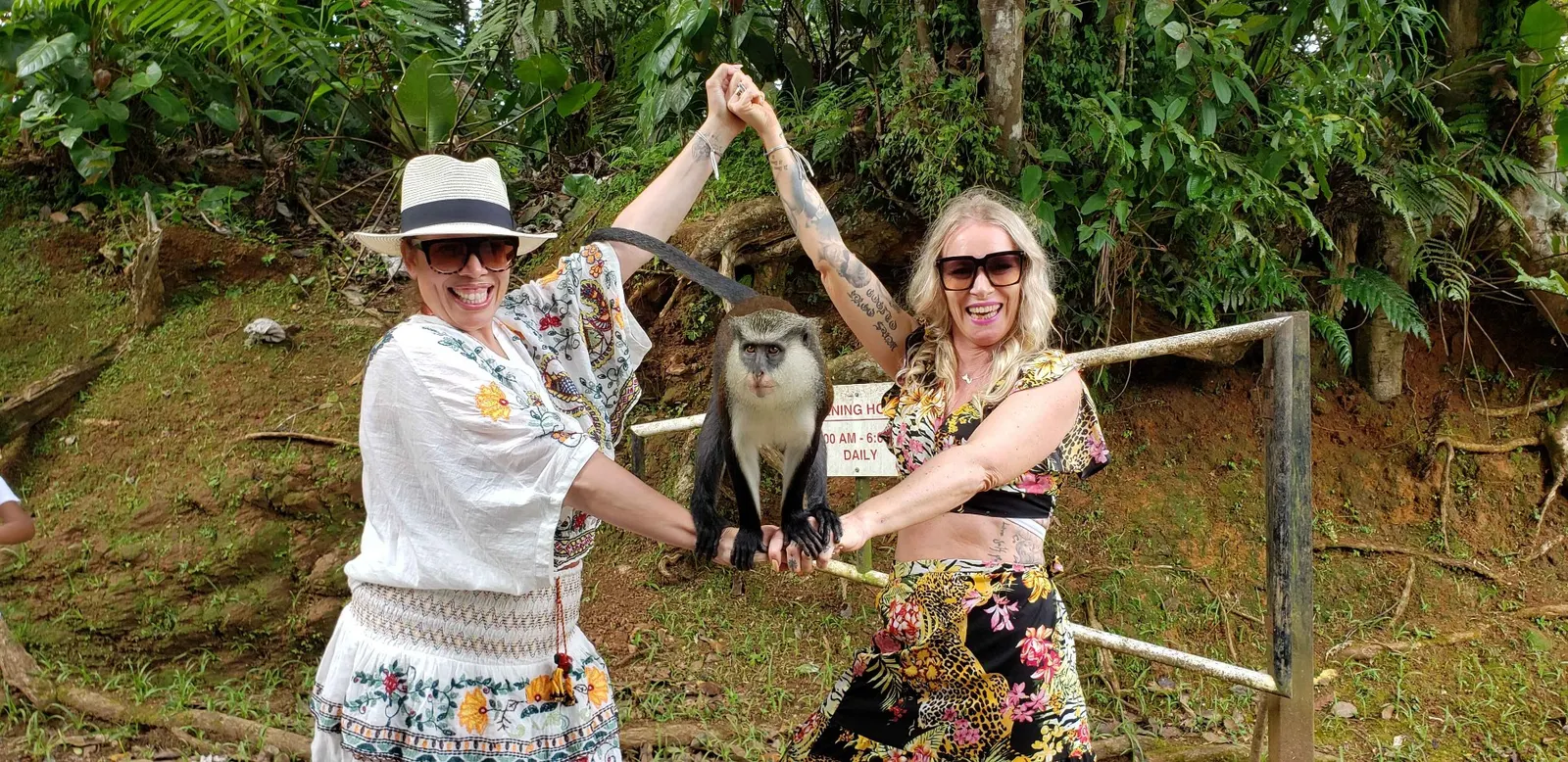 Meeting the Mona Monkeys